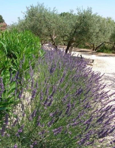 Un Gite En Provence - Les Jardins De Fontanille Saint-Rémy-de-Provence Екстериор снимка