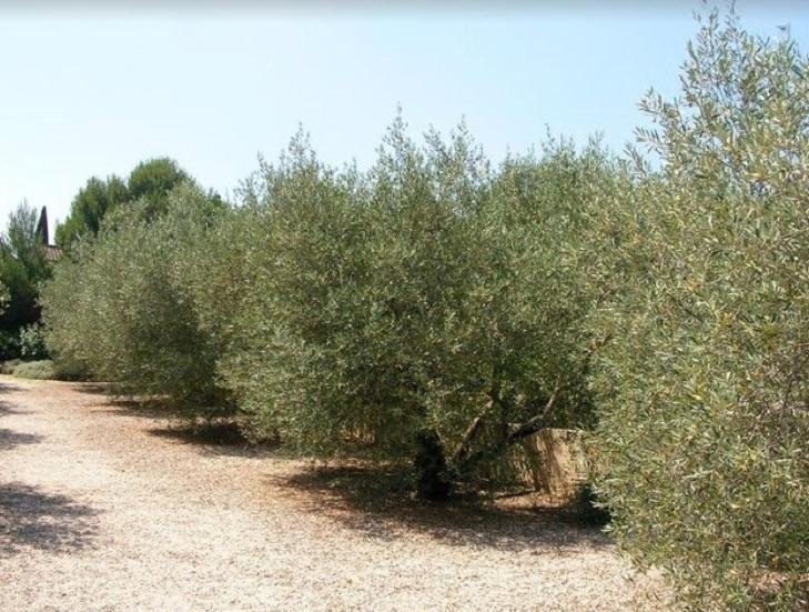 Un Gite En Provence - Les Jardins De Fontanille Saint-Rémy-de-Provence Екстериор снимка